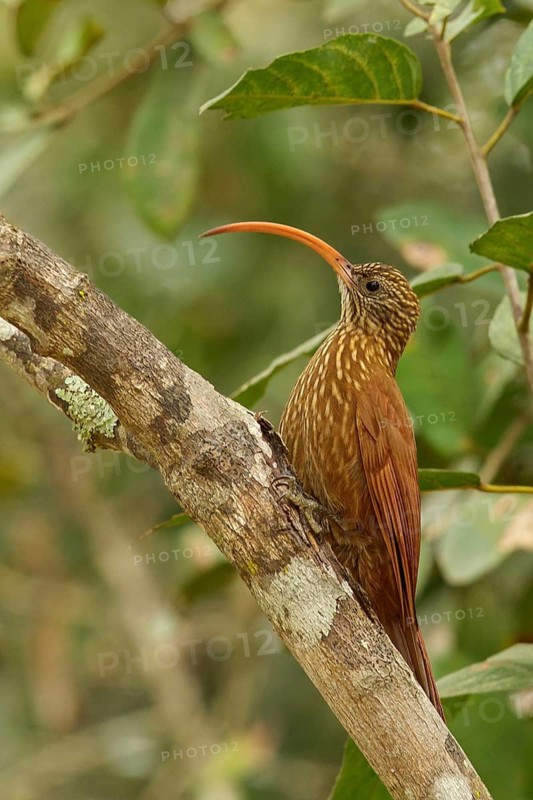Red-billed Scythebill (Campylorhamphus trochilirostris) in the Pantalal region of Brazil