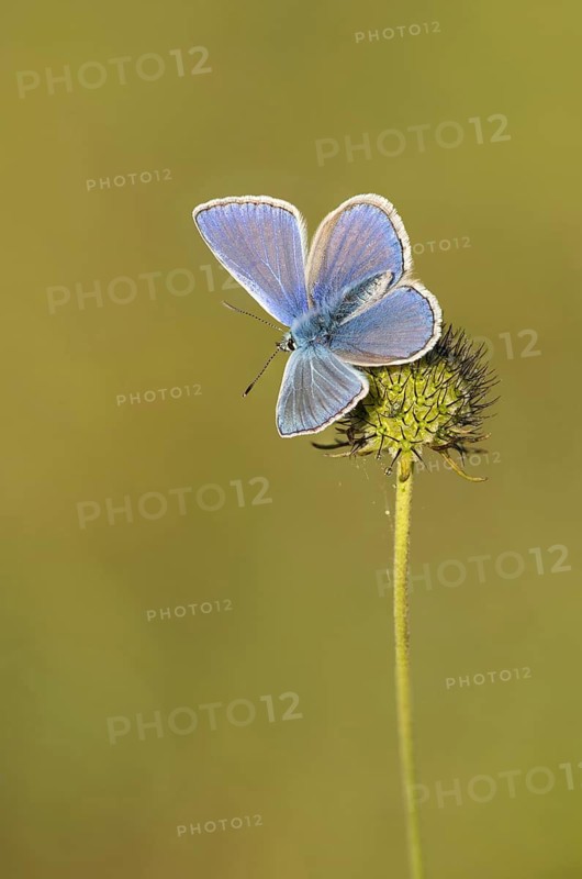 Icarusblauwtje, Common Blue, Polyommatus icarus