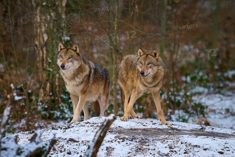 Two wolves standing on a frost-covered hill in a dense forest, winter, wolf (Canis lupus), Germany