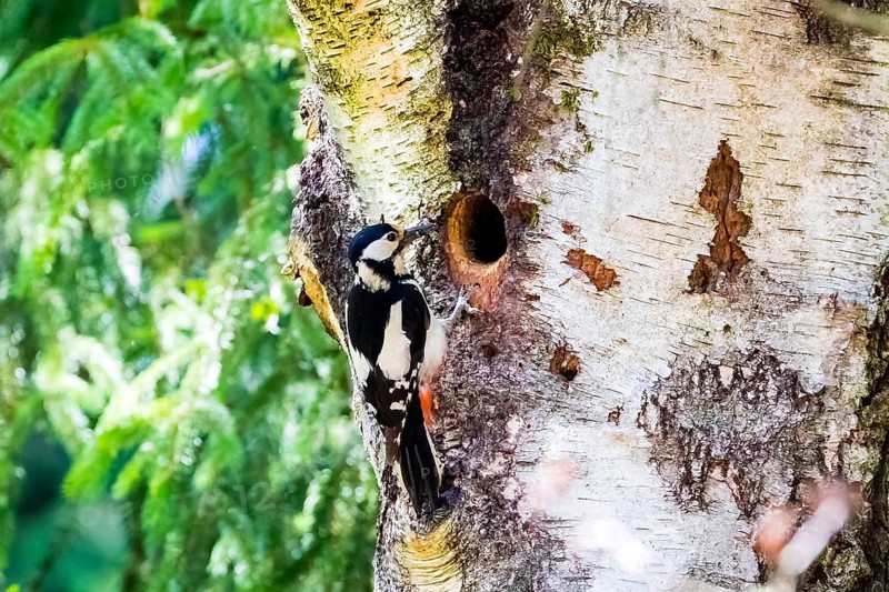 Great spotted woodpecker bringing food for the young birds to the breeding den, /Dendrocopos major), Lüneburg Heath, Federal Republic of Germany