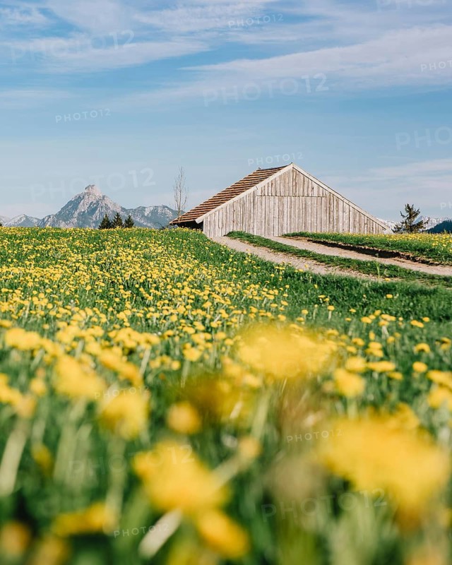 Dandelion in the Allgäu in front of the Alps and their beautiful mountains in Bavaria, Germany