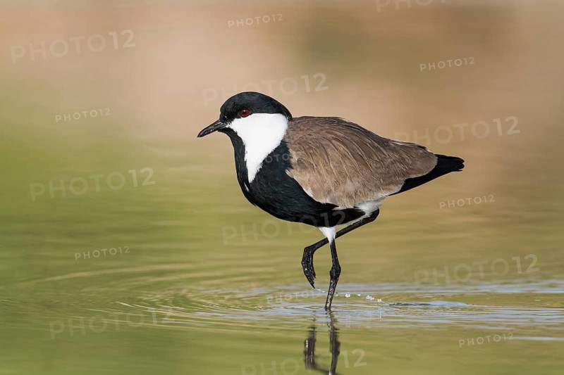 Spur-winged Lapwing (Vanellus spinosus) foraging, Eilat, Israel