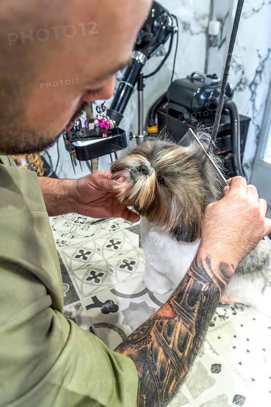 Professional male grooming specialist with tattooed arm carefully combing the long hair of a fluffy shih tzu dog standing on a grooming table. Providing dedicated animal care inside a modern pet salon