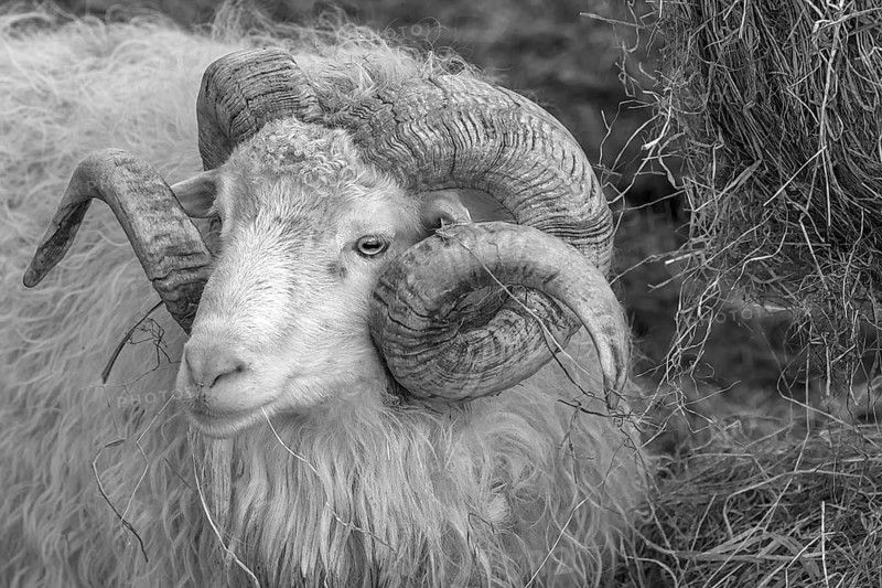 Portrait of a male moorland snook with horn (Ovis aries), black and white, Rehna, Mecklenburg-Vorpommern, Germany