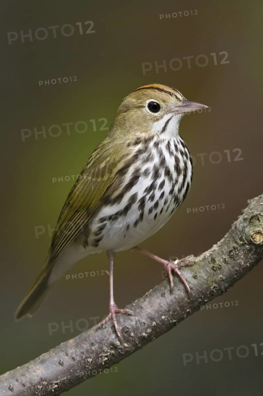 Ovenbird (Seiurus aurocapilla), Ontario, Canada