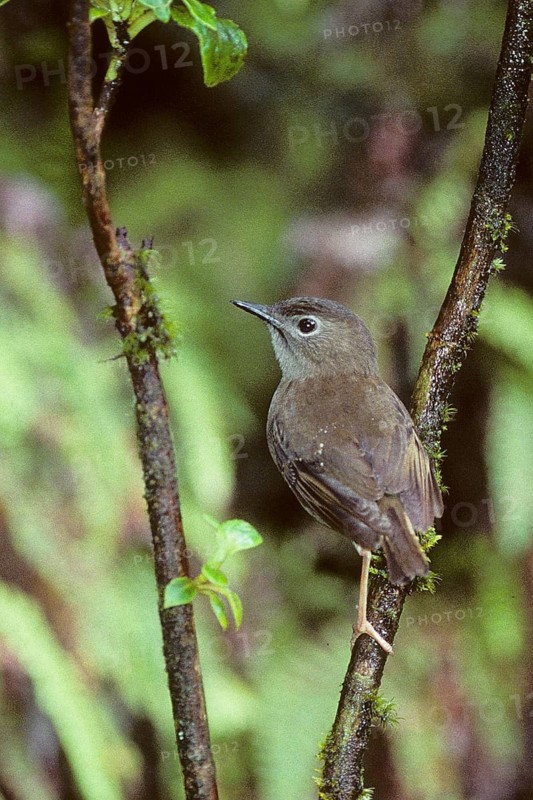 Puaiohi, Small Kauai Thrush, Myadestes palmeri, endangered