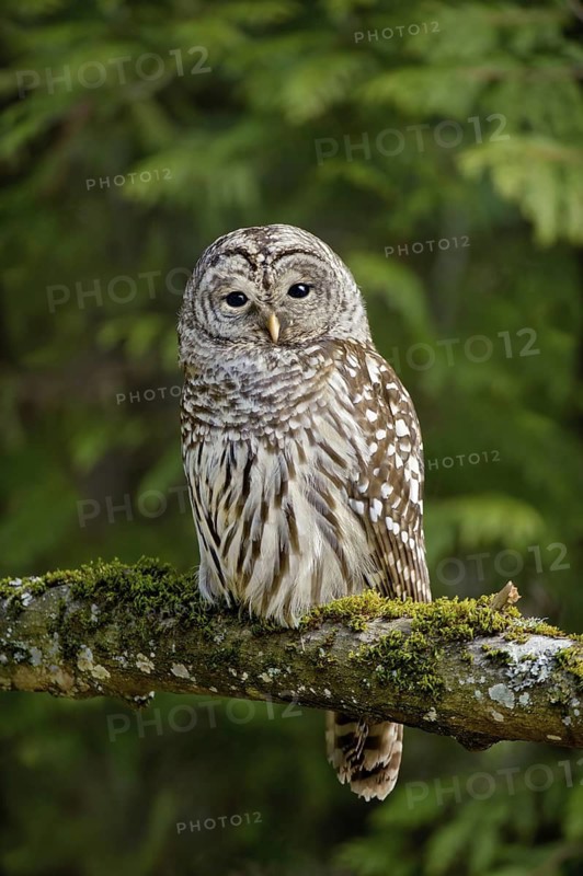 Barred Owl (Strix varia), Texas, USA