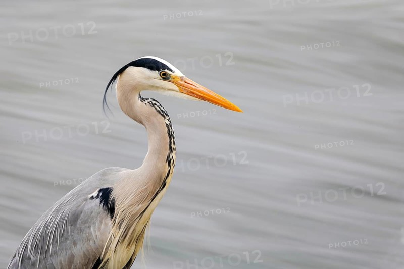 A graceful grey heron stands by the riverside, its sleek silhouette contrasted against a blurred water background. The heron's sharp orange beak and distinct black markings add to its elegance