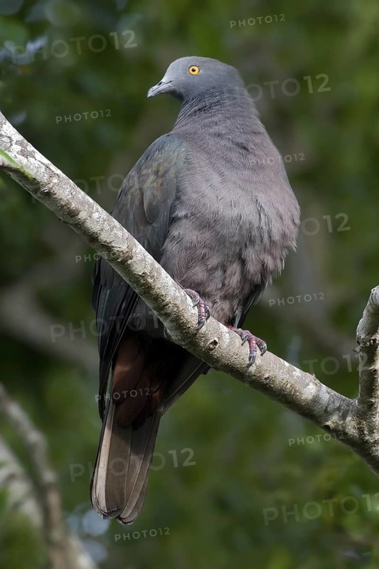Christmas Imperial Pigeon (Ducula whartoni), Christmas Island, Australia