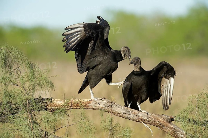 Black Vulture (Coragyps atratus) perched on a branch, Texas, USA