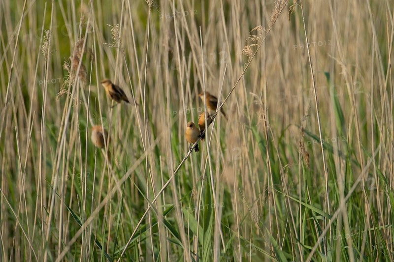 Bearded tit or reedling (Panurus biarmicus) juvenile birds on a Common reed (Phragmites australis) stems in a reed bed in summer, RSPB Minsmere nature reserve, Suffolk, England, United Kingdom