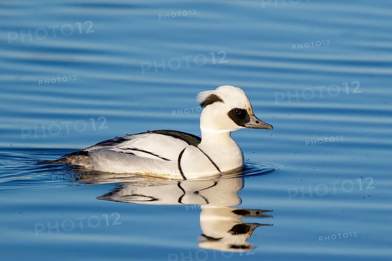 Smew (Mergellus albellus) male, Netherlands