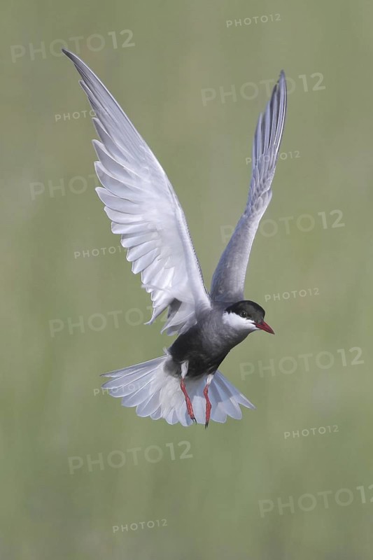 Whiskered Tern (Chlidonias hybrida) flying, Broome, Australia