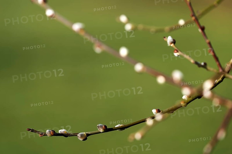 Early flowering catkin on a willow, Salix sp