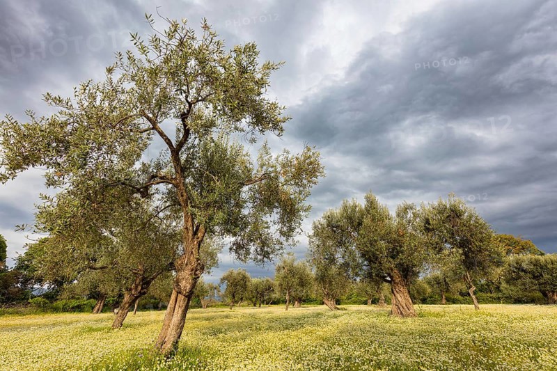 Landscape, Greece, thunderstorm, thunderstorm atmosphere, olive tree, olive grove. Olive, flower meadow, Lesbos Island, Greece