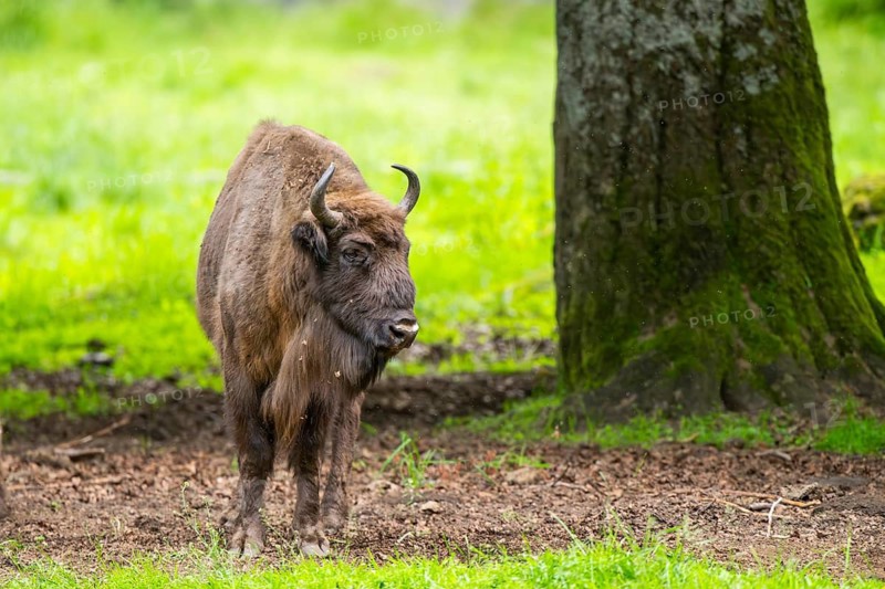 European bison (Bison bonasus) standing under a tree in summer, Bavarian Forest, Germany