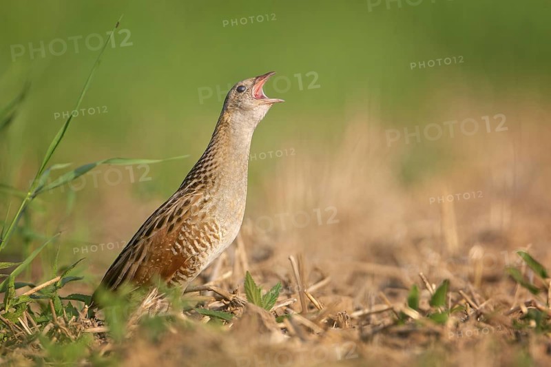 Corn Crake (Crex crex) calling, Saxony-Anhalt, Germany