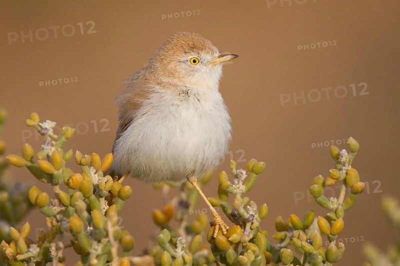 African Desert Warbler (Sylvia deserti), Morocco