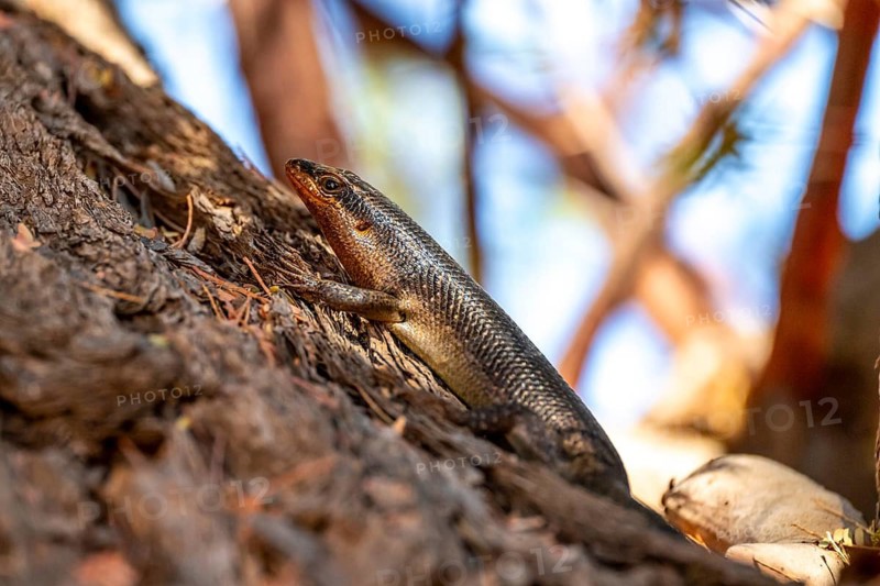 Karasburg tree skink (Trachylepis sparsa) in a tree, Kgalagadi Transfrontier National Park, Northern Cape, South Africa