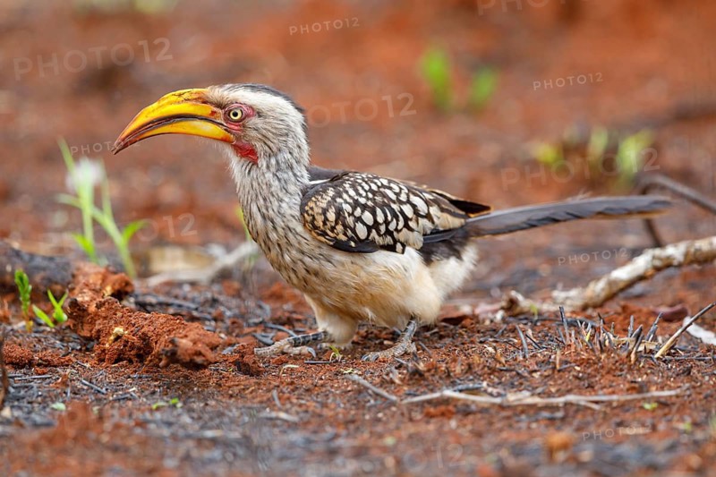 Southern Yellow-billed Hornbill, (Tockus leucomelas), Red-ringed Hornbill, hornbill family, Mkuze Game Reserve, Mkuze, KwaZulu-Natal, South Africa