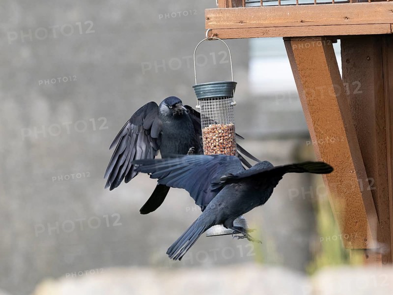 Jackdaw (Coleous monedula), two adult birds flying around a feeding station, Northumberland, England, UK