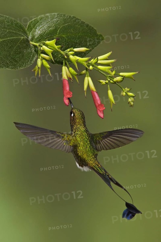 Booted Racket-tail (Ocreatus underwoodii), Ecuador