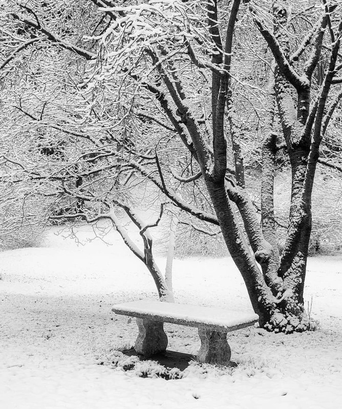 A tranquil winter scene depicting snow laden trees and a stone bench. The monochrome palette enhances the peaceful, quiet atmosphere of the snowy landscape