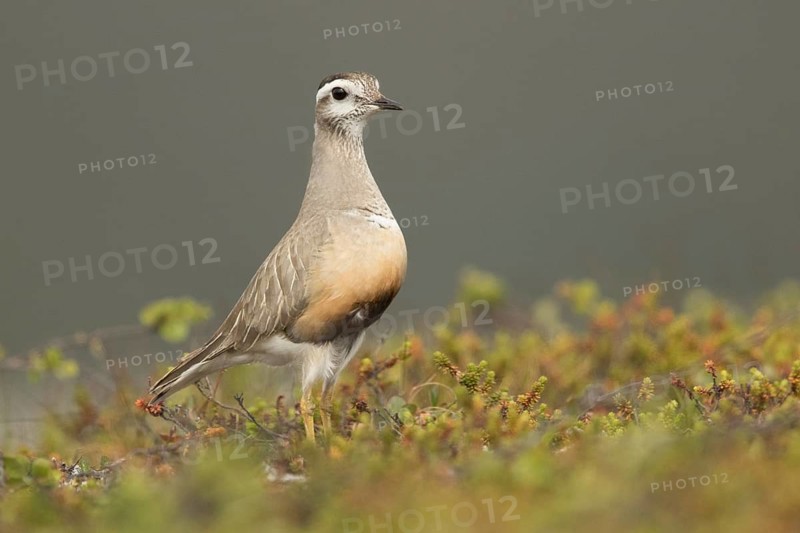 Eurasian Dotterel (Charadrius morinellus) male, Norway