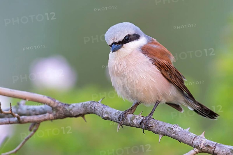Red-backed shrike, (Lanius collurio), animals, birds, shrike family, Lake Neusiedl, Illmitz, Burgenland, Austria