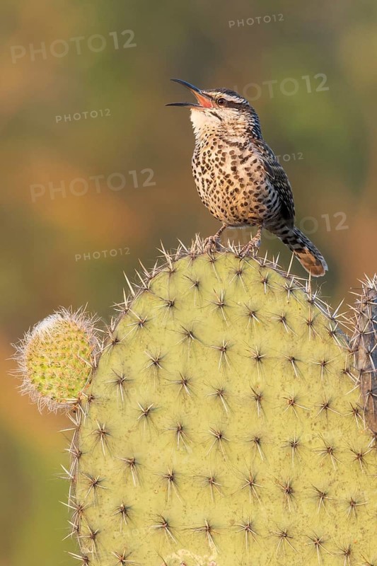 Boucard's Wren (Campylorhynchus jocosus) perched on a cactus in Oaxaca, Mexico