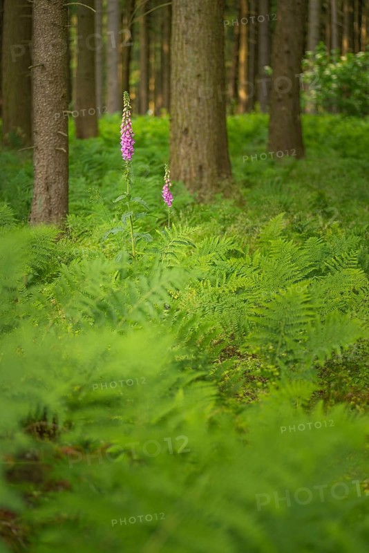 Common foxglove (Digitalis purpurea), forest floor covered with royal fern (Osmunda regalis), spruce forest, Deister, Calenberger Bergland, Schaumburger Land, Hameln Pyrmont, Germany