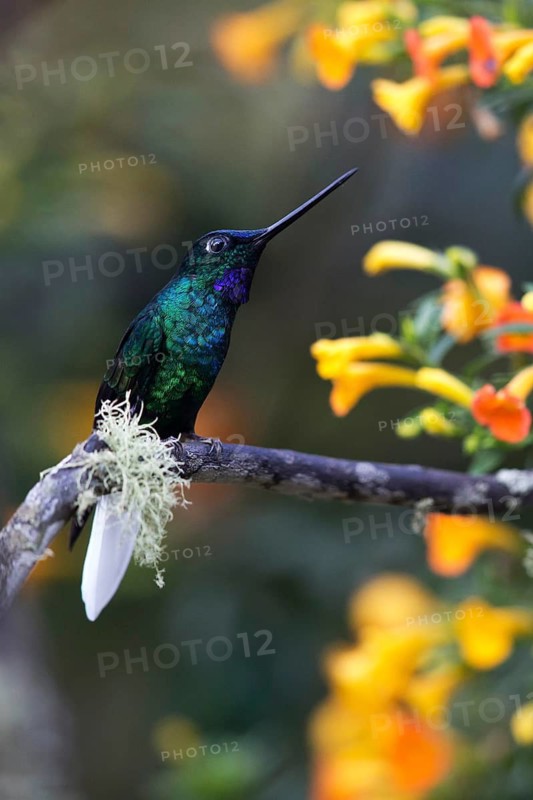 White-tailed Starfrontlet (Coeligena phalerata) male perched on a branch, Colombia