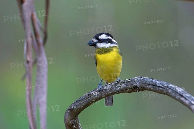Crested Shriketit (Falcunculus frontatus) female, Victoria, Australia