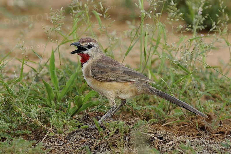 Rosy-patched Bushshrike (Telophorus cruentus) singing, Tsavo West National Park, Kenya