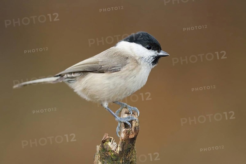 Marsh Tit (Poecile palustris), Baden-Wuerttemberg, Germany