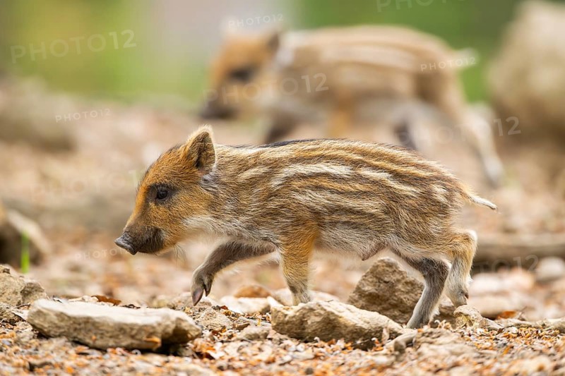 Wild boar (Sus scrofa) piglet walking in a forest, Bavaria, Germany