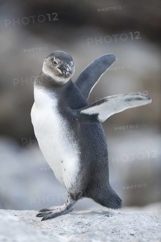 African Penguin (Spheniscus demersus), South Africa