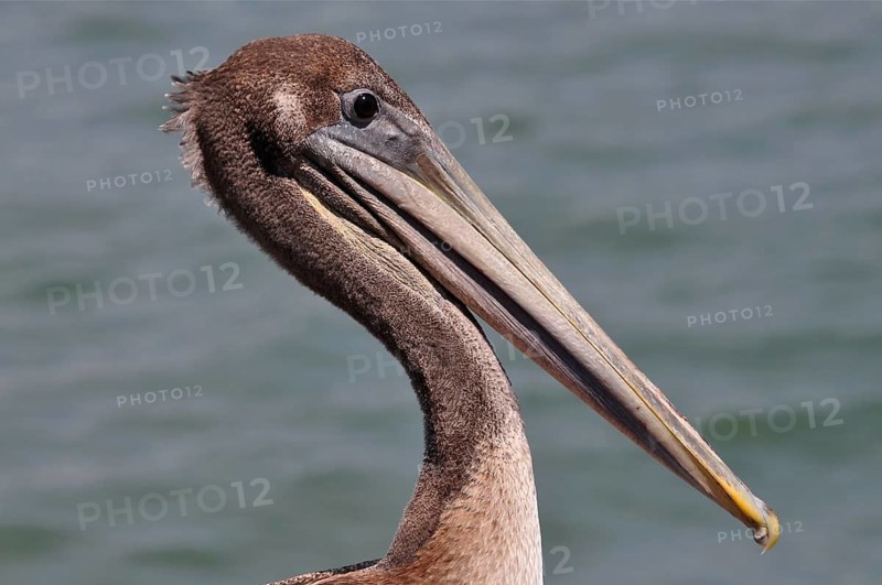 Brown pelican (Pelecanus occidentalis)