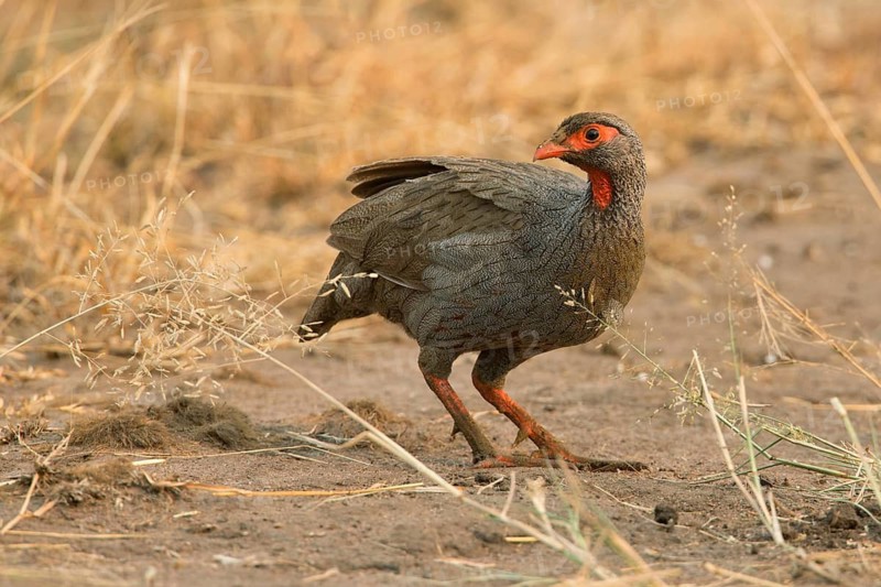 Red-necked Spurfowl (Pternistis afer), Uganda