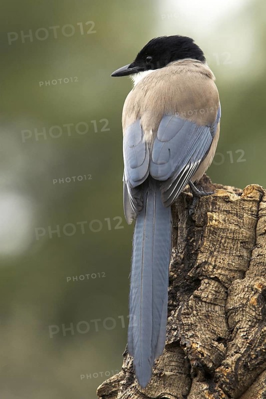 Iberian Magpie (Cyanopica cooki), Castile-La Mancha, Spain