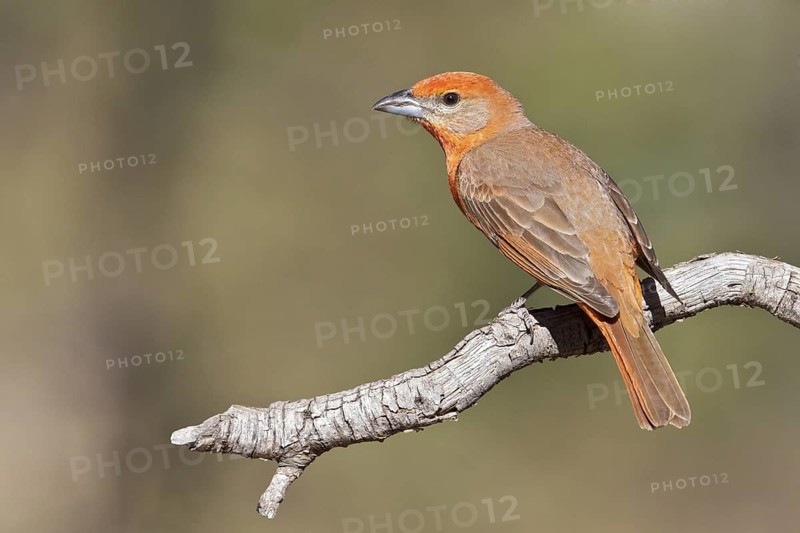 Hepatic Tanager (Piranga flava) perched on a branch in southern Arizona, USA