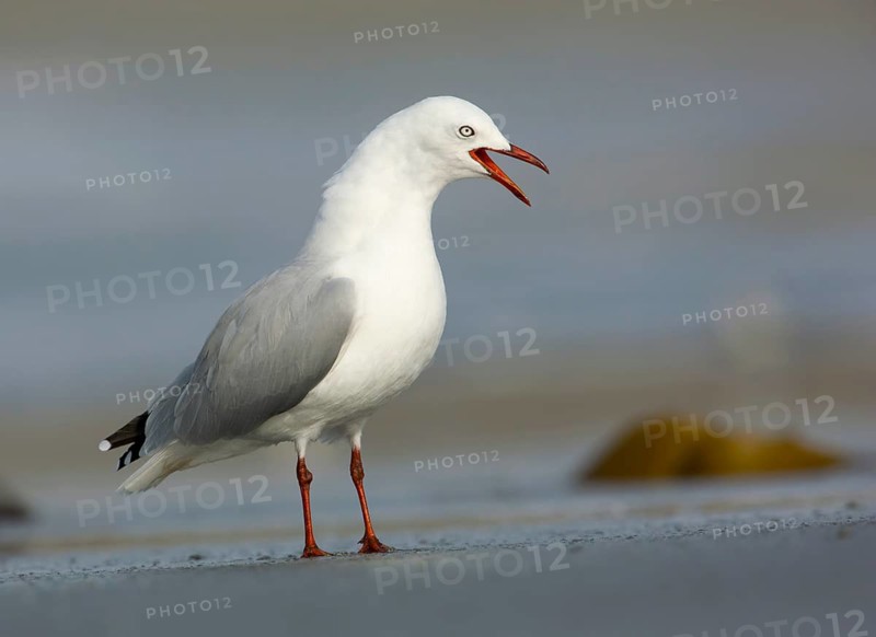 Silver Gull (Chroicocephalus novaehollandiae) calling, Victoria, Australia