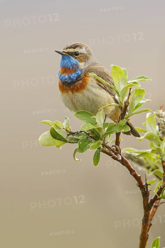 Bluethroat (Luscinia svecica) perched on a branch in Nome, Alaska