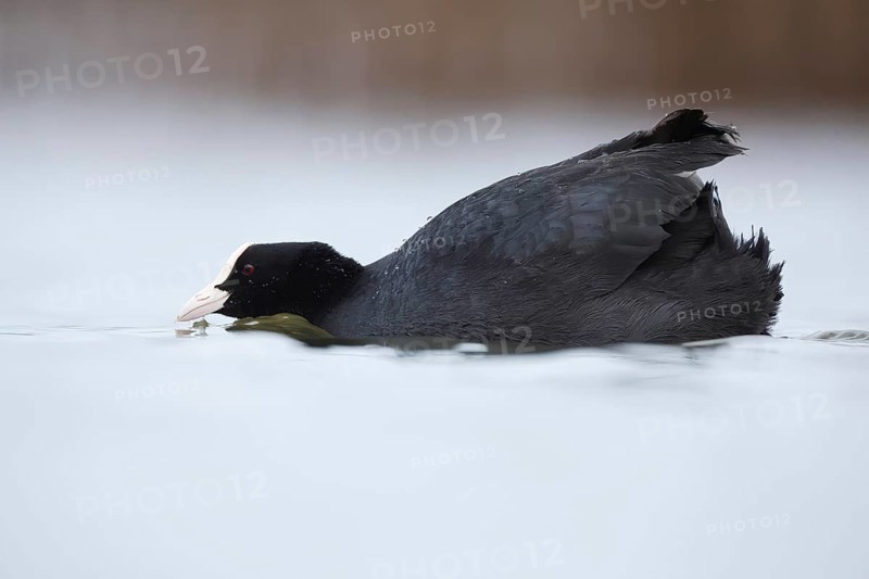 Close up image of a European coot gracefully gliding through the calm waters of a lake in Puebla de BeleÃ±a, Spain, showcasing its distinctive black plumage and white bill