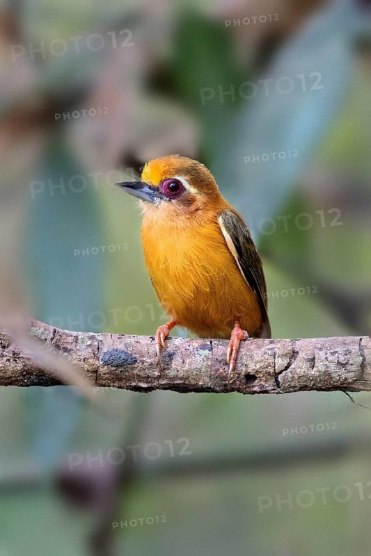 White-browed Piculet (Sasia ochracea) perched on a branch, Lam Dong, Vietnam