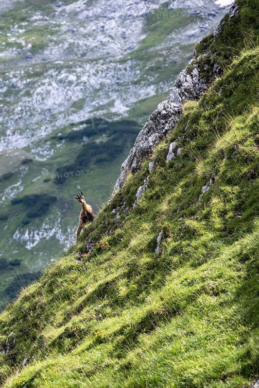 Chamois on a steep slope, Wetterstein Mountains, Bavaria, Germany
