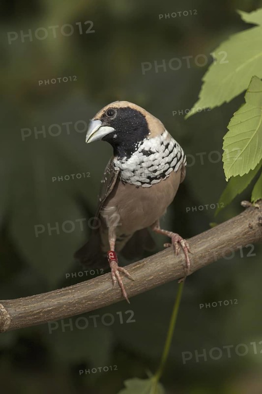 Pictorella Mannikin (Heteromunia pectoralis)