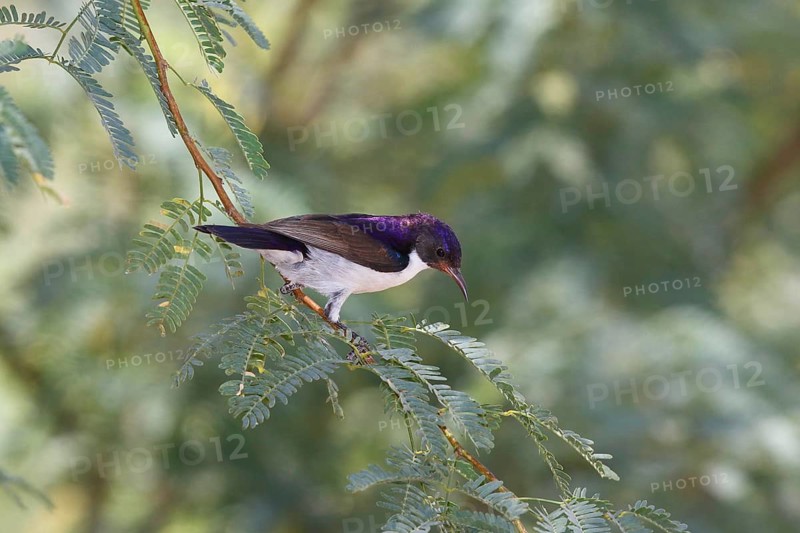 Eastern Violet-backed Sunbird (Anthreptes orientalis) male, Lake Baringo, Kenya