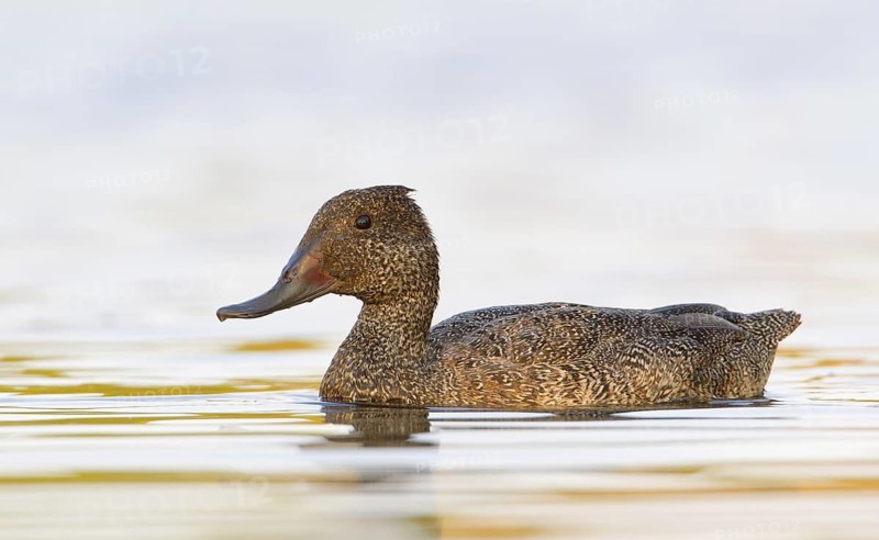 Freckled Duck (Stictonetta naevosa) male, Victoria, Australia