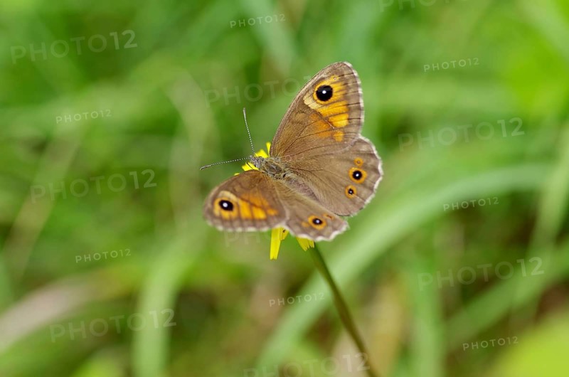Meadow Brown (Maniola jurtina), flower, nectar, coloured, close-up